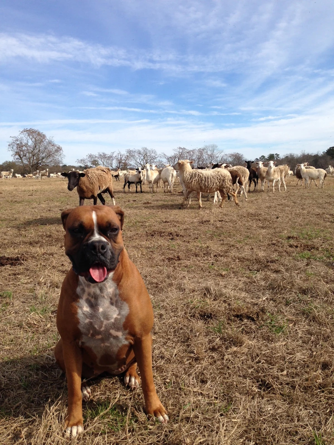 Grassfed Rawhides