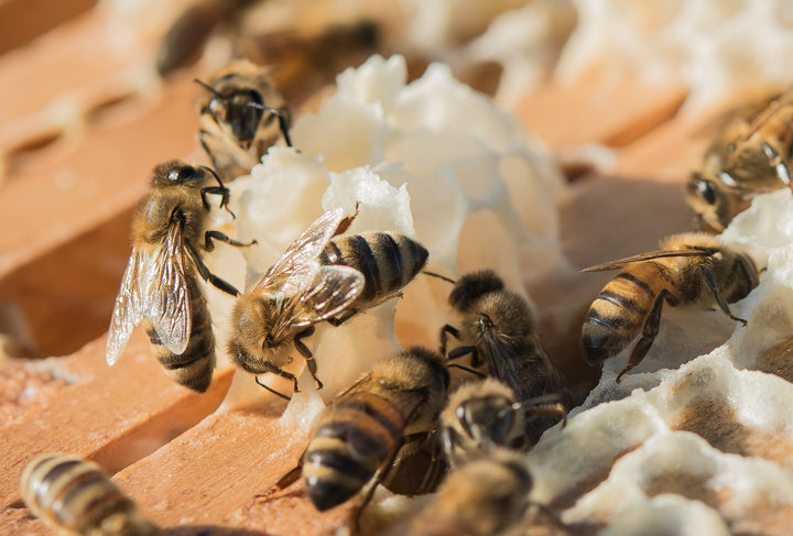 Beekeeping One-on-One