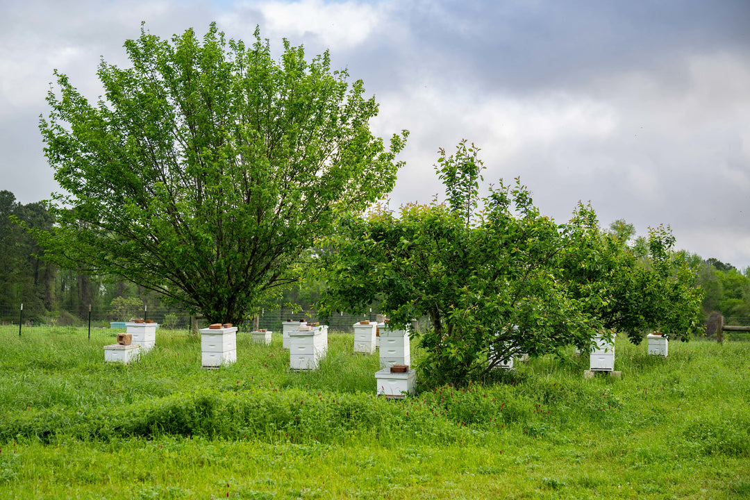 Beekeeping One-on-One