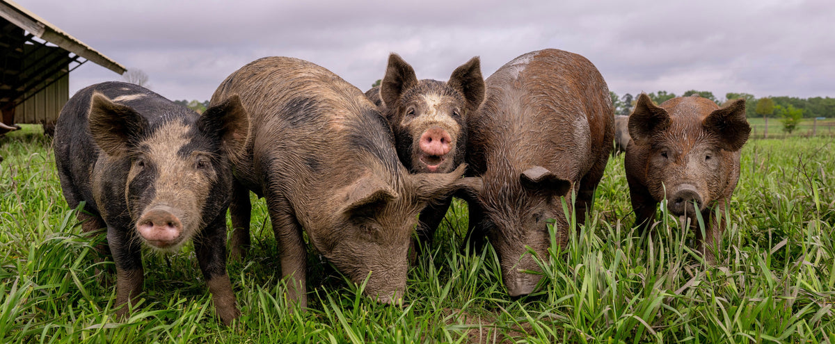 David_Carr_DSC_5192_pigs_hogs_grass.jpeg__PID:bfac7efe-dcfa-4bb6-951f-20a30effe8a9