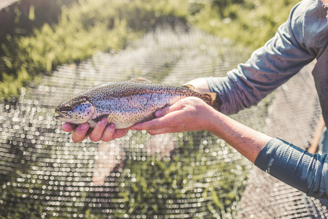 Spring Raised Rainbow Trout
